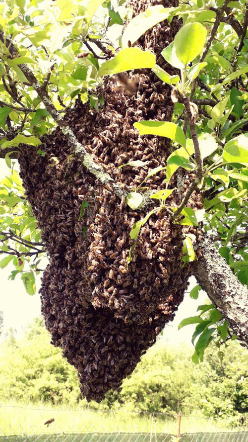 Pčele i zakonske regulative